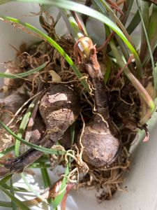 Rain Lilly Bulbs. Pack Of 4