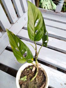Air Purifying Indoor Plants