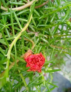 PORTUCULA PLANT (COMBO)
