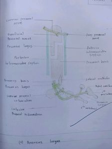 Anatomy Hand Drawn All Colourful Labelled Diagrams