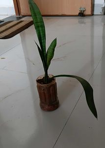 Snake plant