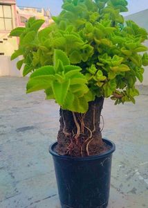 Mexican Mint Plant