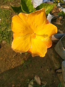 Light Orange Big Size Hibiscus Flower Plant