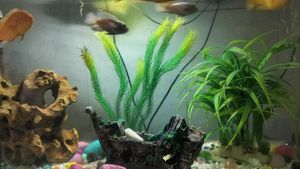 Big Size Aquarium