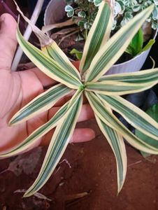 11 Rare Plant