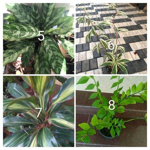 you can select 10 Live root plants