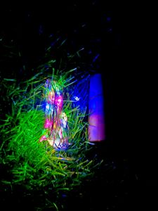 Colouring Rice Lights