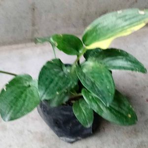 Mix Plants Combo Offer(5 Varities)