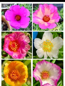 Portulaca Cuttings