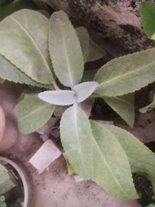 Healthy Kalnchoe Plant With Root