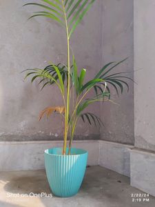 Areca Plam Tree