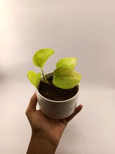 Branded Multipurpose pot