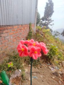 Corchet Flower