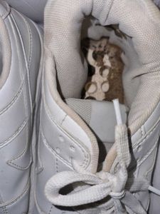 White Low Sneakers Nike COPY