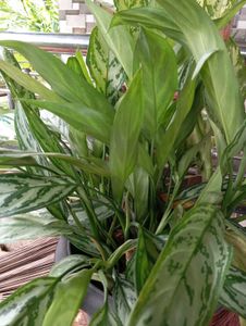 Aglaonema Plant