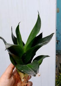 Sansevieria Hahnii Jade Green