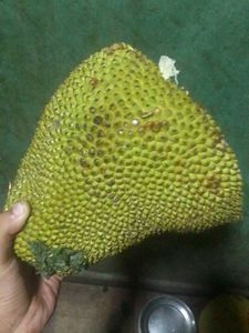 Jackfruit Seed