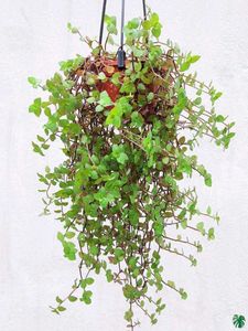 Callisia Repens / Creeping Inchplant / Turtle Vine