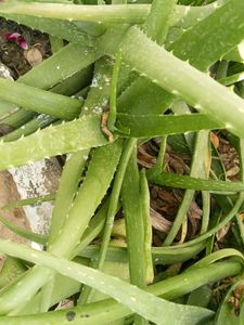 4 Plants Combo Aloe Vera