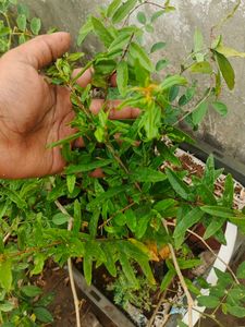 Pomegranate Live Plant Red Fruit