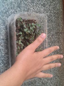 Real Rooted Purple Green Trailing Potted Plant