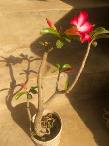 Adenium Desrt Rose Permanent Flowering Plant