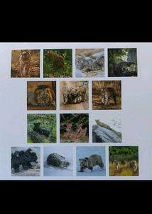 2024 Calendar For Animal Lovers