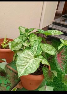 Combo Of 5 Plants