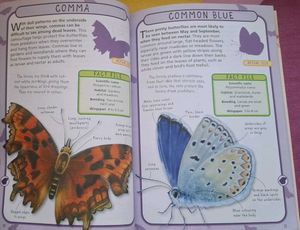 Spot 50 Butterflies &amp; Moths Book