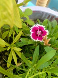 Pencil Flower (Multicolour)
