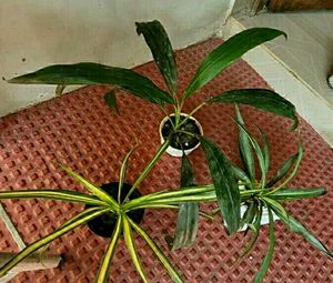 3 Set Beautiful Plants