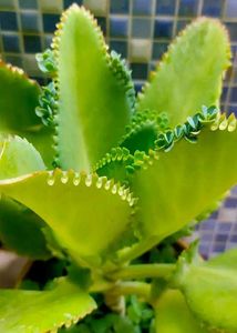 Kalanchoe Daigremontiana (Mother of Thousands)