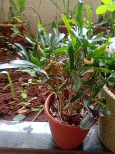 @sunder_kumar Plants