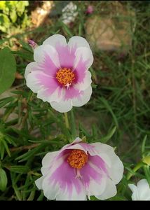 Combo 10 VarietyMoss Rose And 9&#34;O Clock Live Plant
