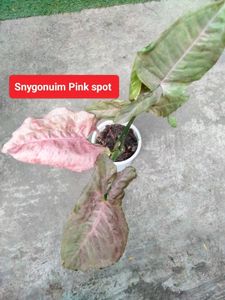 Plants For Home, Combo Offer
