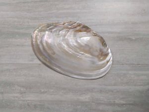 mother of pearl shell