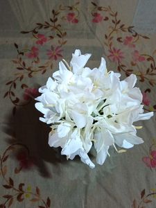 Dolon Chapa Flower Plant