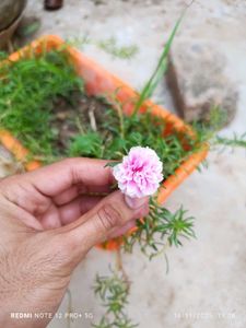Pink Portulaca Flower Plant