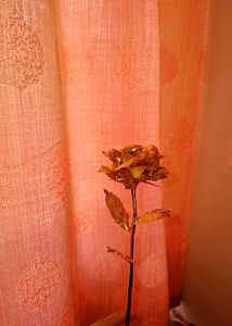 Gold Rose Flower