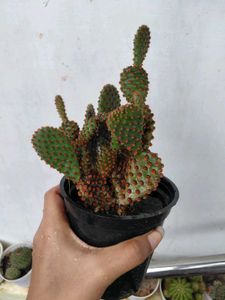 Cactus 🌵 Plants