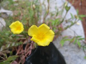 SONY CYBERSHOT DSC-W510 Digital Camera