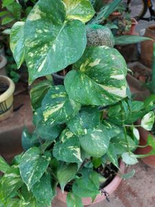 4  Combo Hanging Plants