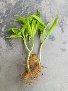 Three Lucky Bamboo Shoots