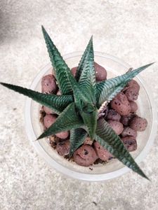 Collection Of Seccullents And Cactus Combo