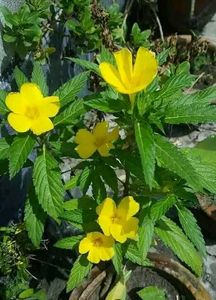 3 Turnera Ulmifolia (also known as Yellow Alder)