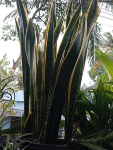 Sansevieria Snake Plant