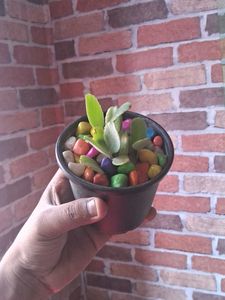 Adorable Potted Succulent with Colorful Stones