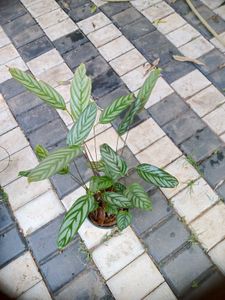 10 Live Root Plants