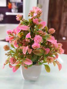 2 Combo Flower With Vash