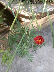 Maroon Marigold Sseds